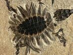 Extraordinary Fossil Baby Turtle (Axestemys) - Green River Formation #380899-1